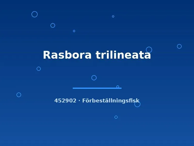 Näsets Ciklidhobby Rasbora trilineata stimfisk md