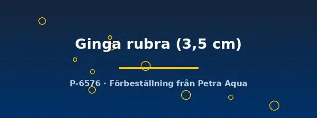 Näsets Ciklidhobby Ginga Rubra guppy par 3,5 cm förbeställning