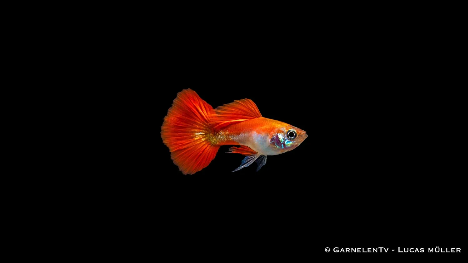 Garnelen TV Guppy red blond hane akvariefisk 3–4 cm