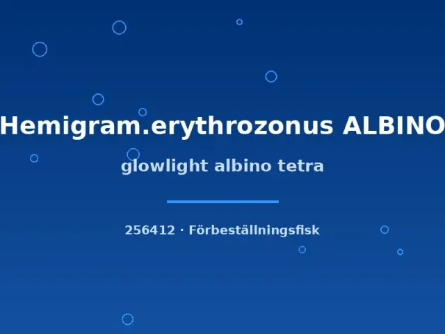 Näsets Ciklidhobby Glowlight Albino tetrafisk md stimfisk