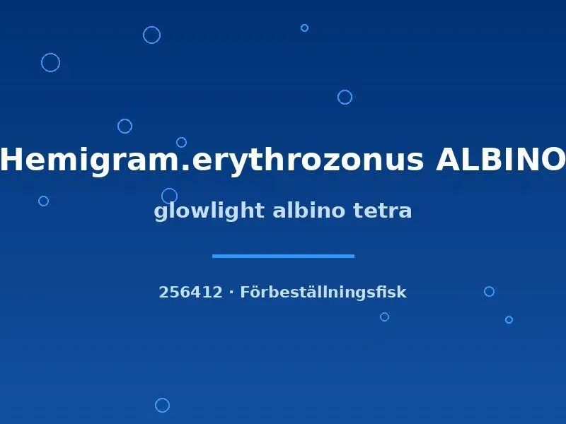 Näsets Ciklidhobby Glowlight Albino tetrafisk md stimfisk