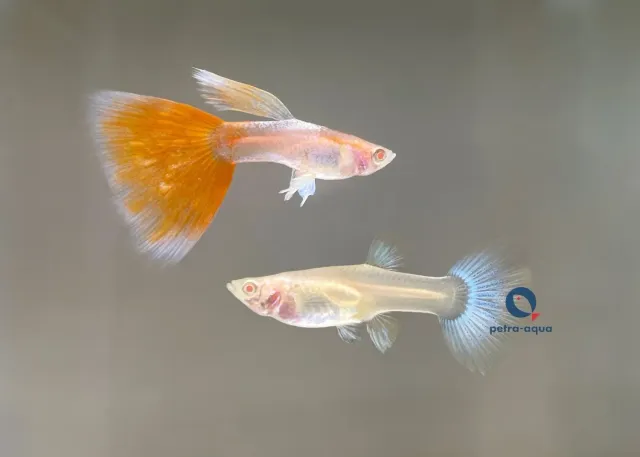 Näsets Ciklidhobby Poecilia albino sky red guppy par 2-3 cm