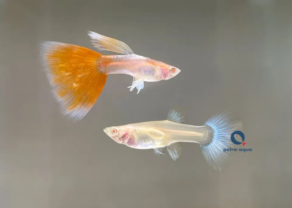 Näsets Ciklidhobby Poecilia albino sky red guppy par 2-3 cm