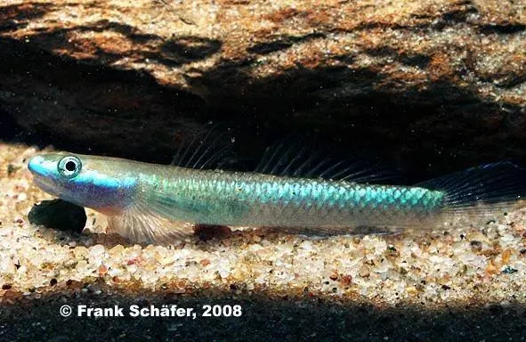Näsets Ciklidhobby Stiphodon semoni wild fisk 3-5 cm vildfångad