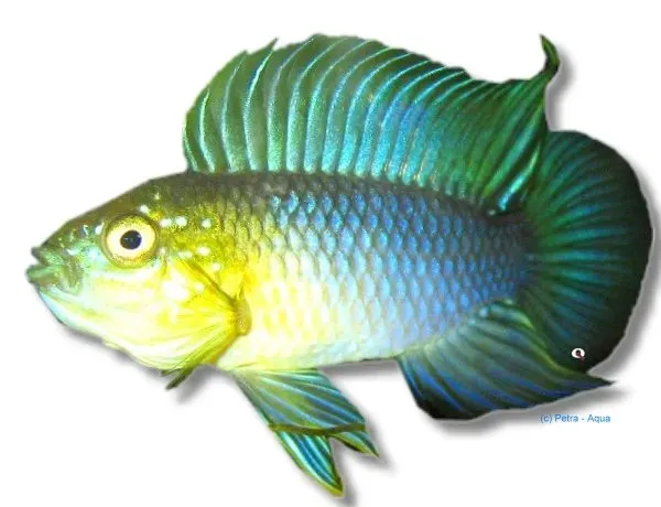 Näsets Apistogramma borellii Yellow Head 3–4 cm ciklid