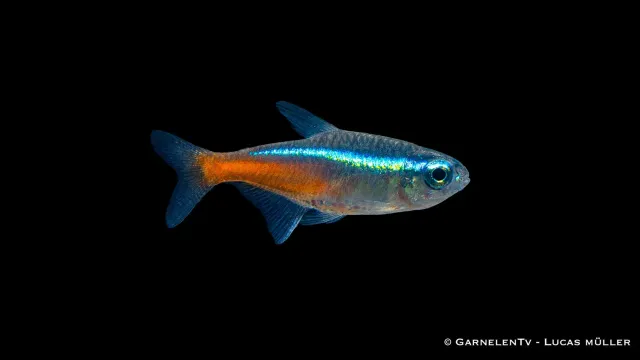 Garnelen TV Neontetra Paracheirodon innesi stimfisk