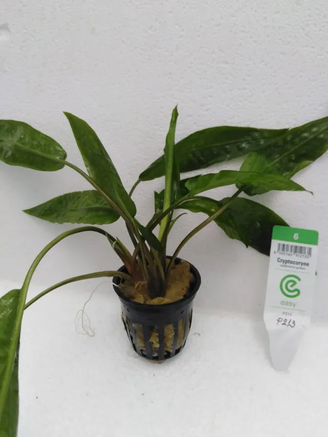 Näsets Ciklidhobby Cryptocoryne Usteriana Green akvarieväxt Easy6