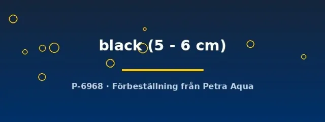 Näsets Ciklidhobby Poecilia latipinna black molly 5–6 cm