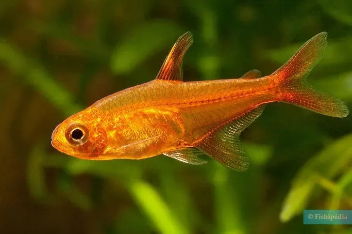 Näsets Ciklidhobby Hyphessobrycon amandae tetra 2 cm stim