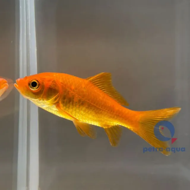 Näsets Ciklidhobby Carassius auratus red akvariefisk 4–5 cm kallvatten