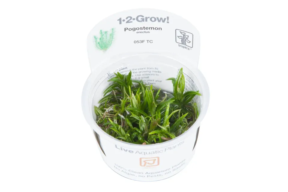 Akvarievalvet Pogostemon erectus akvarieväxt bakgrund