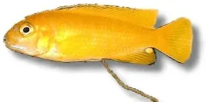 Pseudotropheus saulosi ciklid 5–6 cm Malawi