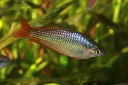 Näsets Ciklidhobby Melanotaenia splendida Deepwater Creek 5-6 cm