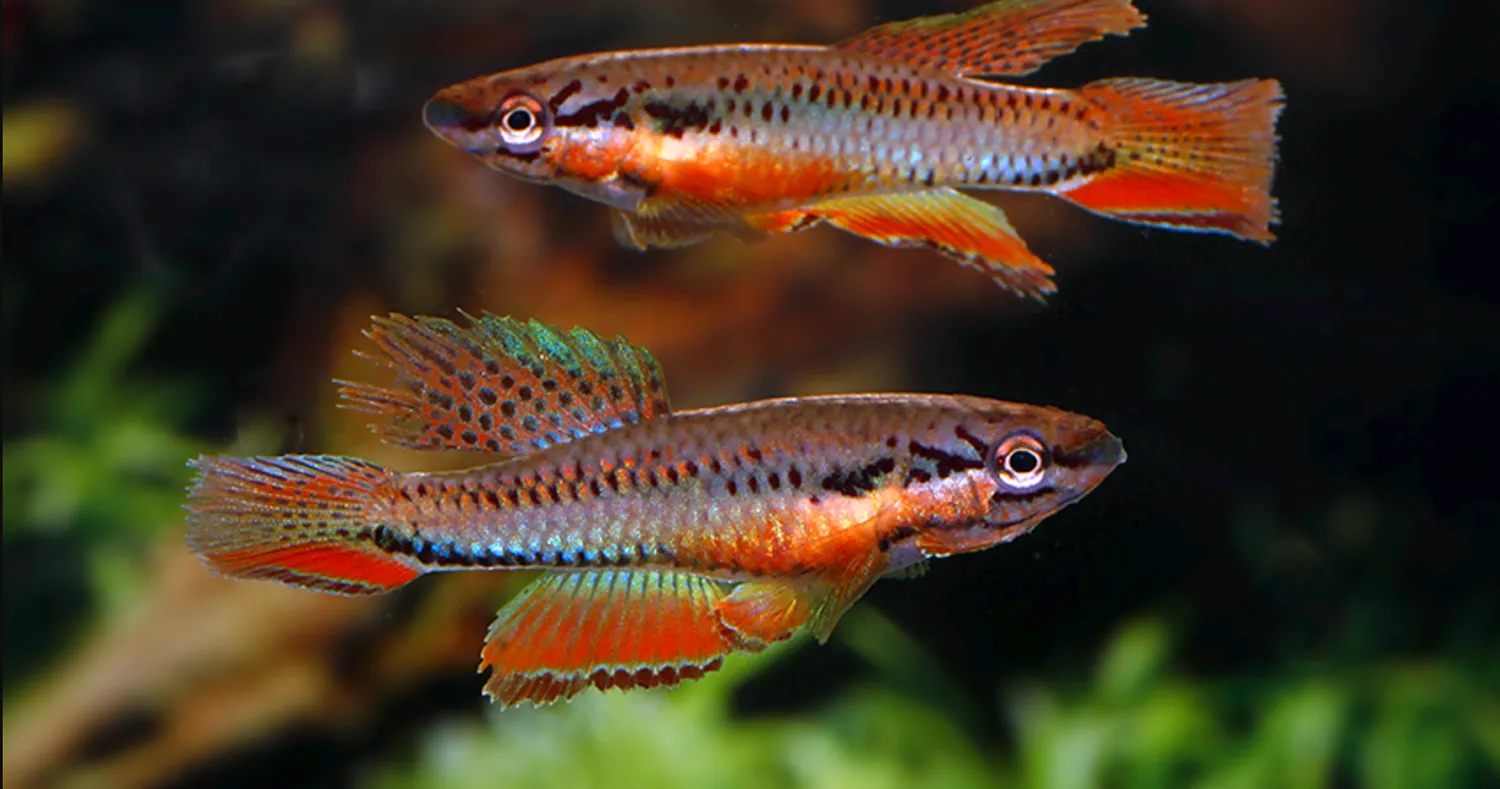 Näsets Ciklidhobby Bivittatum Funge killi 4–5 cm par