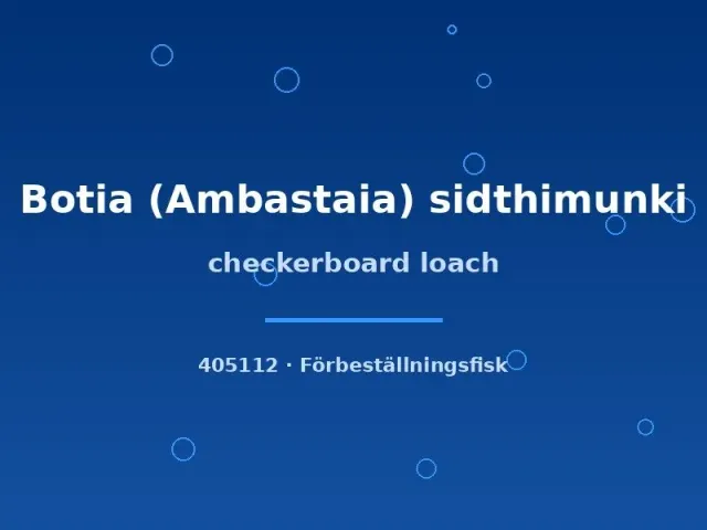 Näsets Ciklidhobby Botia sidthimunki dvärgbotia md-lg