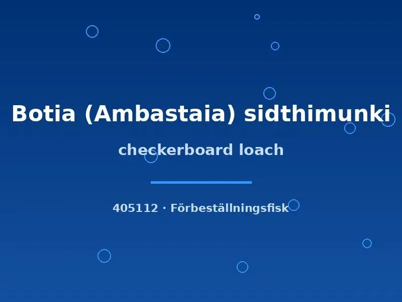 Näsets Ciklidhobby Botia sidthimunki dvärgbotia md-lg
