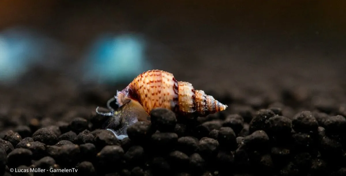 Garnelen TV tornsnäcka Melanoides granifera 2–3 cm algrensare