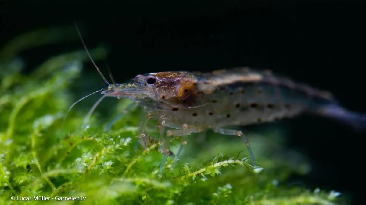 Garnelen TV Amanogarnea Caridina multidentata algräka M 3–4 cm