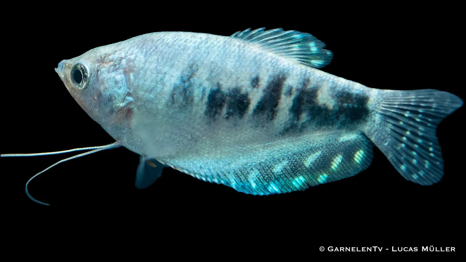 Garnelen TV Marmorfadenfisch Cosby labyrintfisk