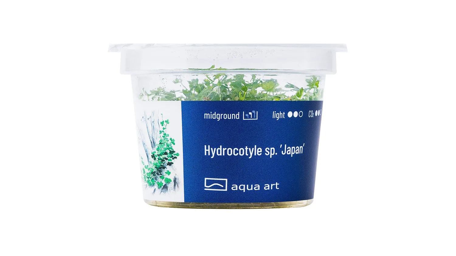 Garnelen TV Hydrocotyle sp. Japan akvarieväxt in vitro grön