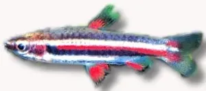 Näsets Ciklidhobby Dwarf Pencilfish marginatus 1–2 cm stimfisk