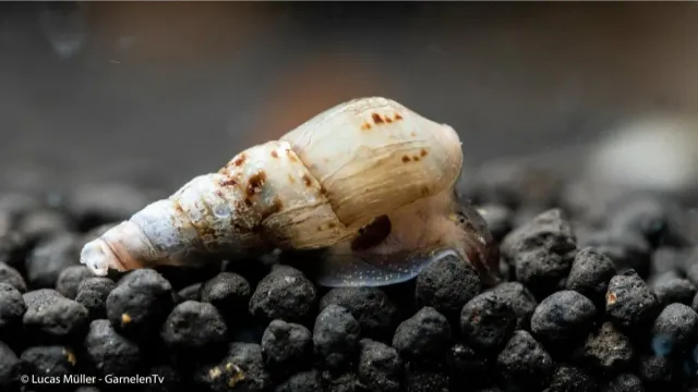 Garnelen TV Melanoides tuberculata tornsnäcka sandsvängare