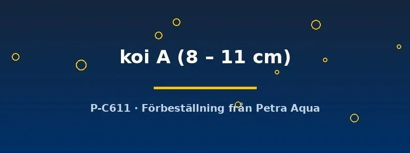 Näsets Ciklidhobby koi A akvariefisk 8–11 cm dammkoi