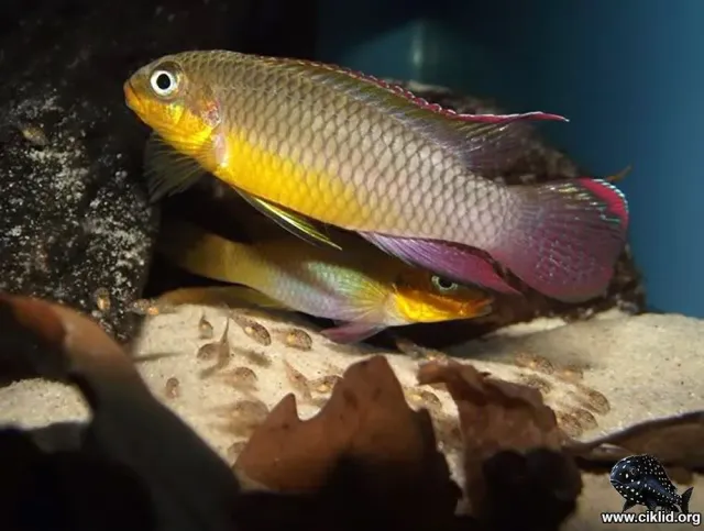 Näsets Pelvicachromis kribensis palettciklid 3,5–4 cm