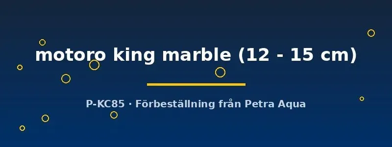 Potamotrygon motoro king marble 12–15 cm sötvattenrocka