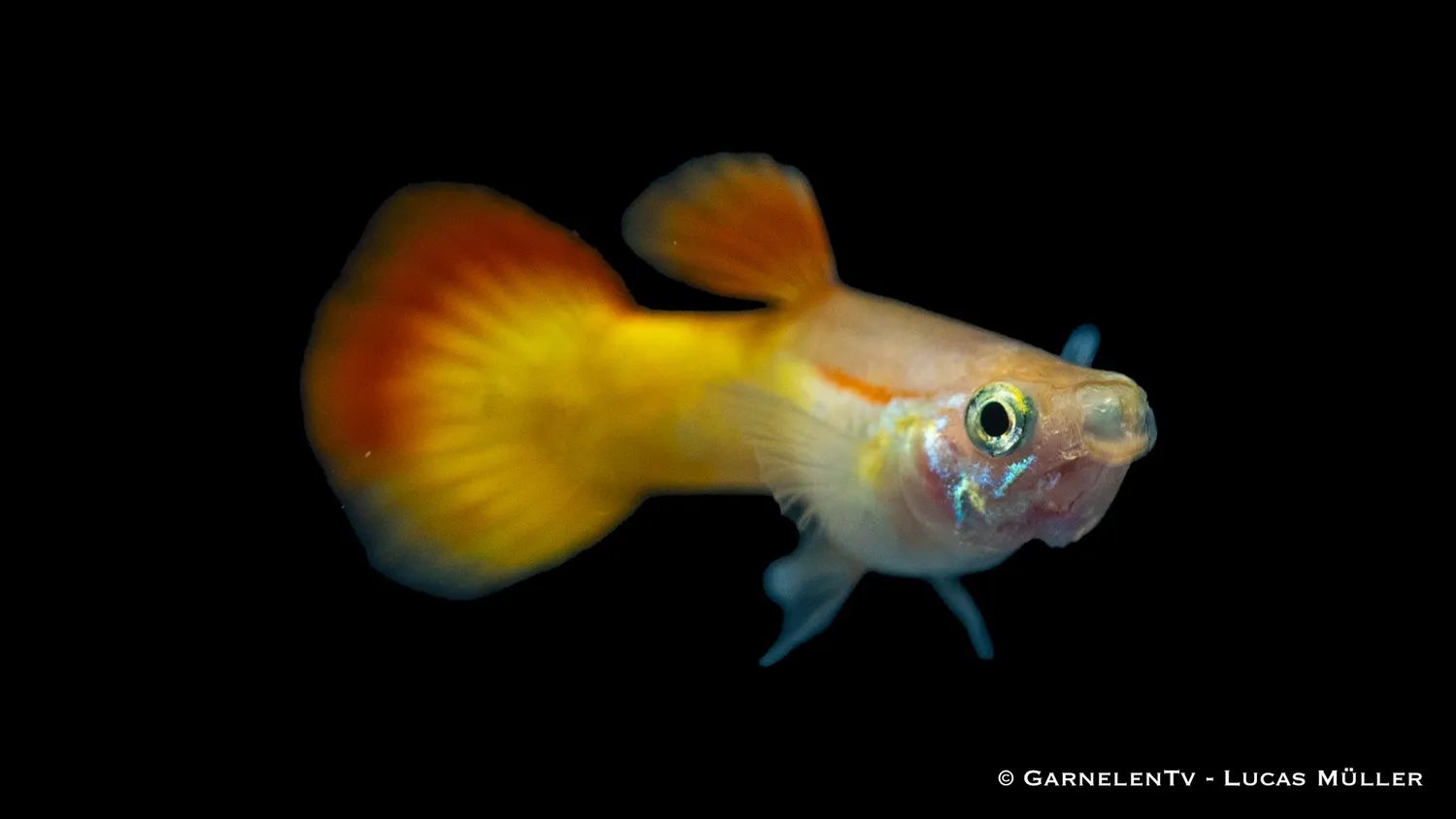 Garnelen TV Flame guppy hane 3–4 cm nybörjarfisk