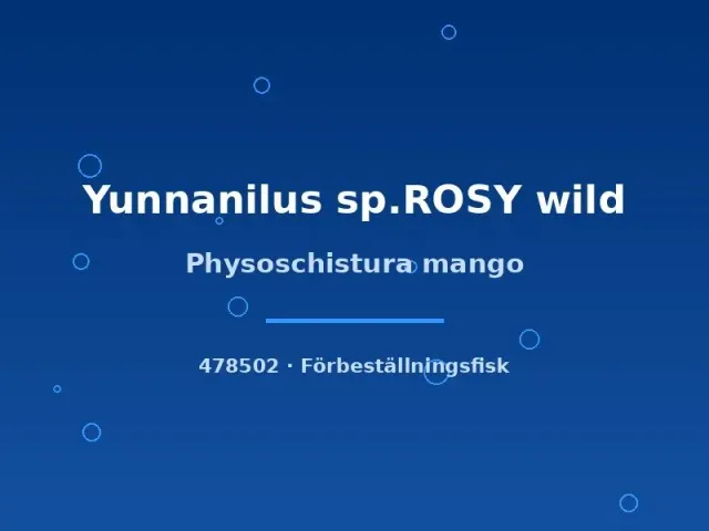 Näsets Ciklidhobby Physoschistura mango akvariefisk md