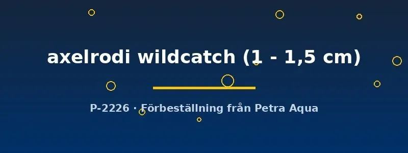 Cheirodon axelrodi wildcatch tetra 1–1,5 cm stim