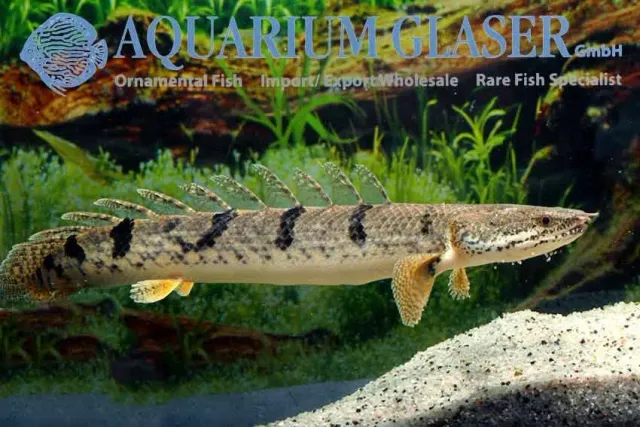 Näsets Ciklidhobby Polypterus delhezi bichir 8-10 cm