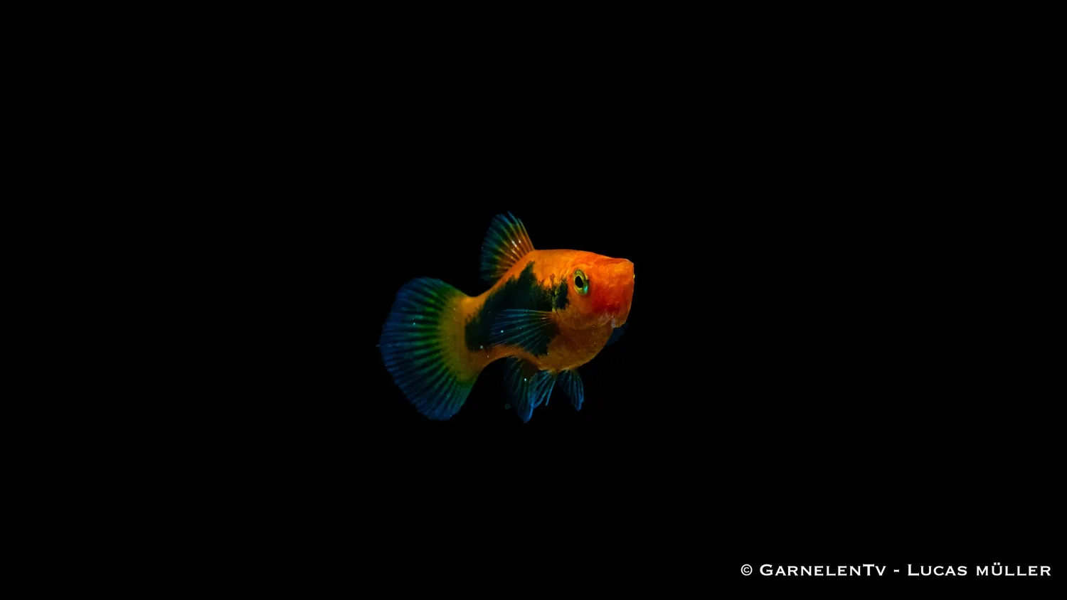 Garnelen TV Platy Rot Tuxedo akvariefisk sällskap
