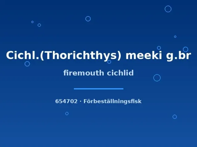 Näsets Ciklidhobby Firemouth Thorichthys meeki ciklid 3–5 cm