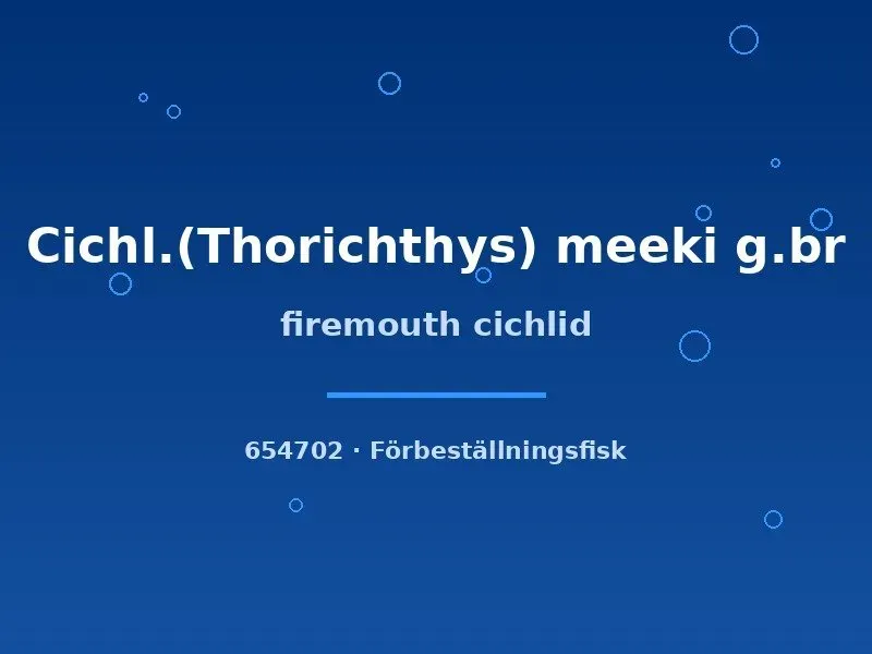 Näsets Ciklidhobby Firemouth Thorichthys meeki ciklid 3–5 cm