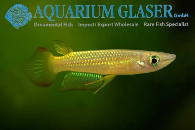 Näsets Ciklidhobby Aplocheilus Lineatus Gold akvariefisk xl