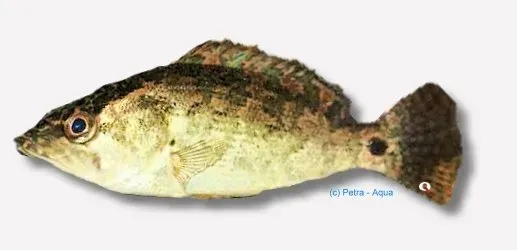 Näsets Ciklidhobby Nandus nandus akvariefisk 4–5 cm