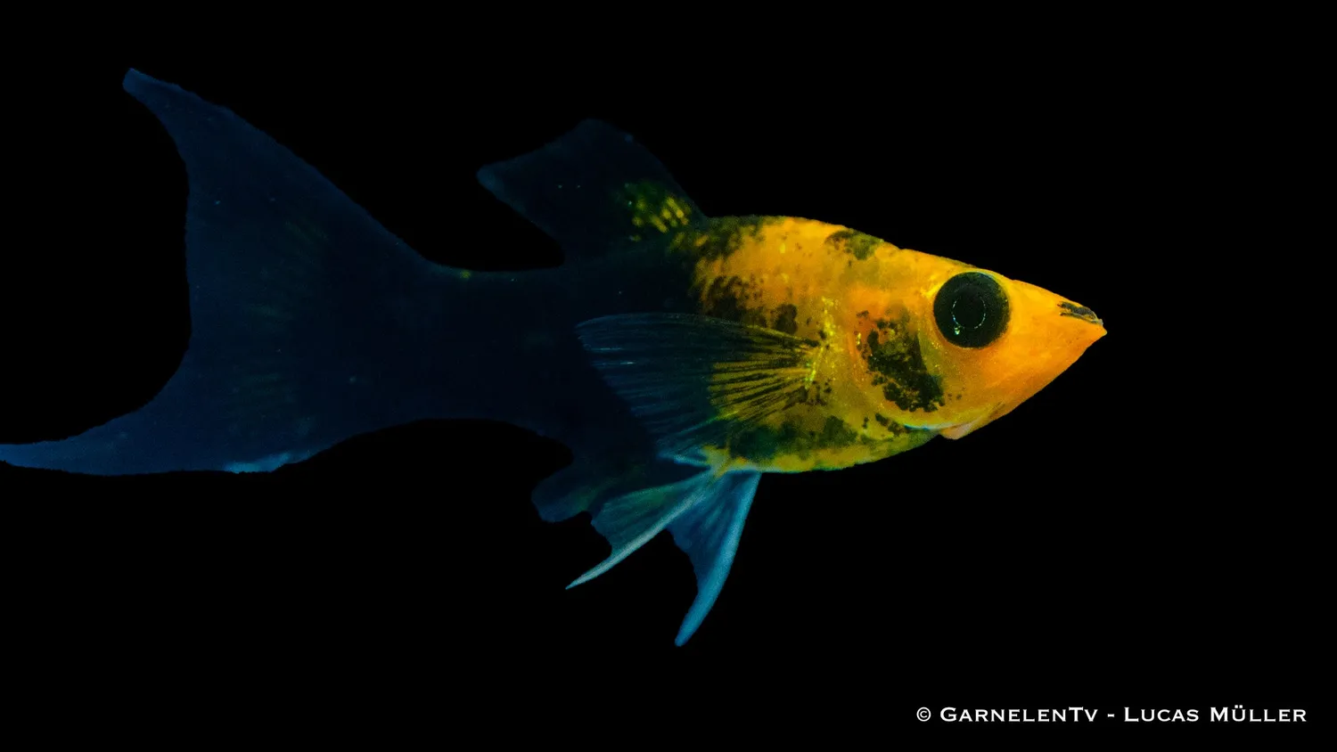 Garnelen TV Molly Goldstaub Lyra akvariefisk Poecilia sphenops