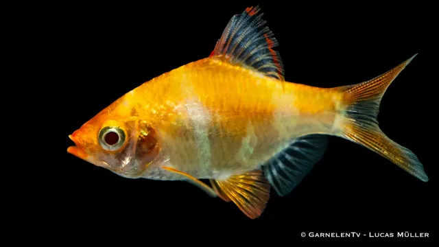 Garnelen TV Sumatrabarb guld XL Puntigrus tetrazona stimfisk