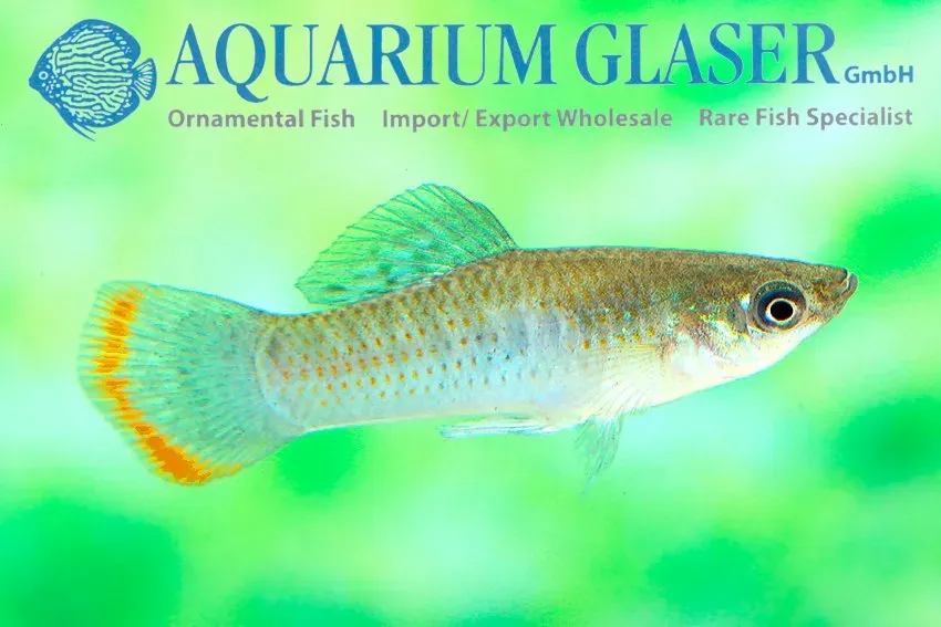 Näsets Ciklidhobby Poecilia butleri bred akvariefisk LG