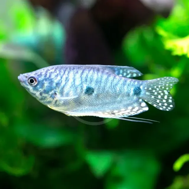 Näsets Ciklidhobby Trichopodus trichopterus gurami blå 80L