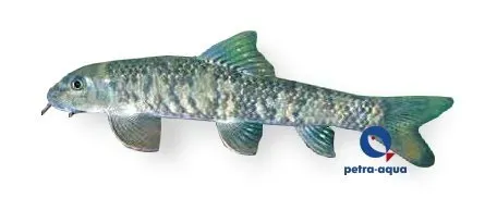 Näsets Garra rufa 5–6 cm sugmal algätare