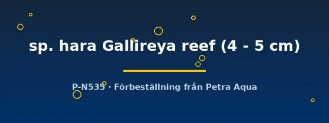 Näsets Ciklidhobby Cynotilapia sp. hara Gallireya reef ciklid 4-5 cm