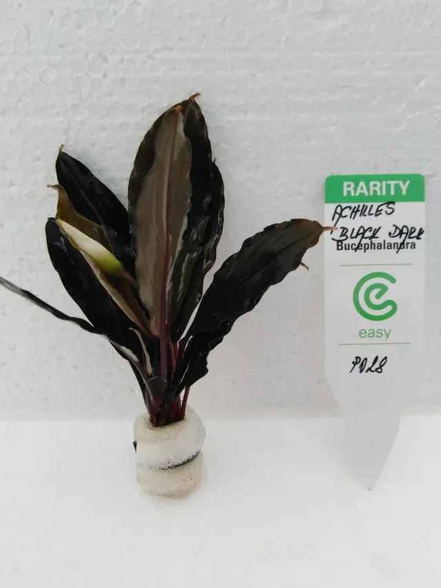 Bucephalandra Achilles Black Dark akvarieväxt Easy8