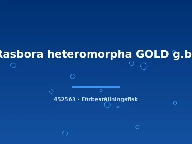 Rasbora heteromorpha Gold kilfläcksrasbora stor