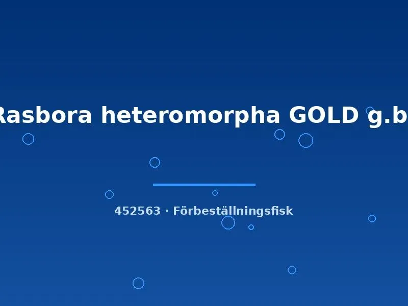 Rasbora heteromorpha Gold kilfläcksrasbora stor