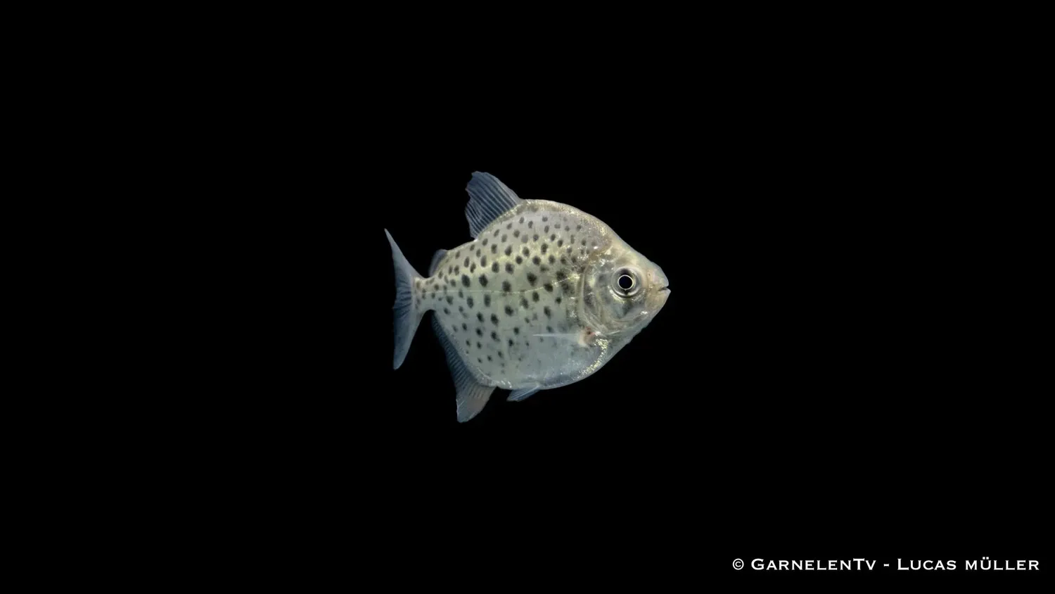 Garnelen TV Metynnis maculatus skivtetra prickig 20 cm