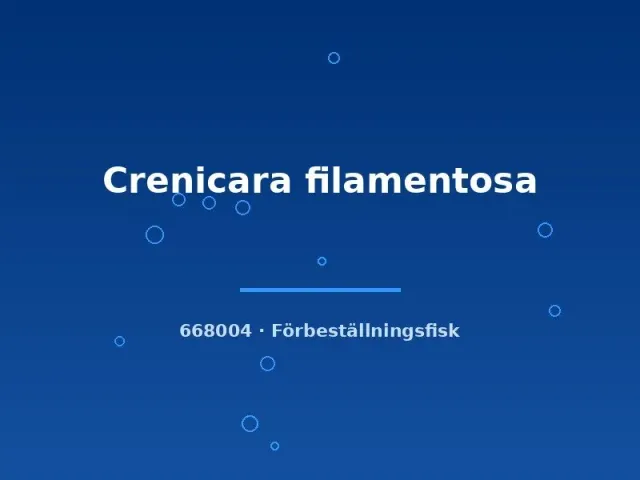 Crenicara filamentosa dvärgciklid md schackbräde