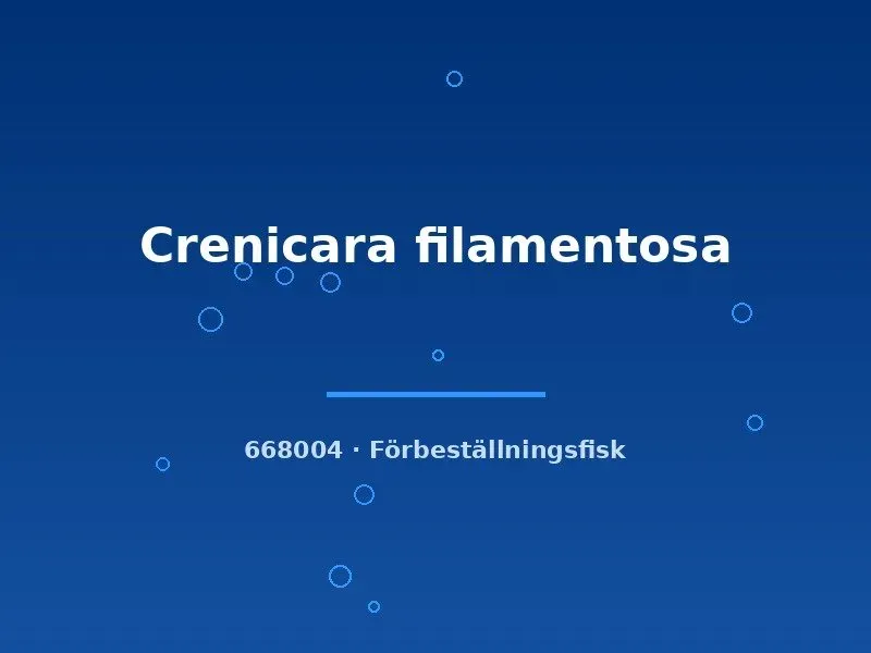 Crenicara filamentosa dvärgciklid md schackbräde